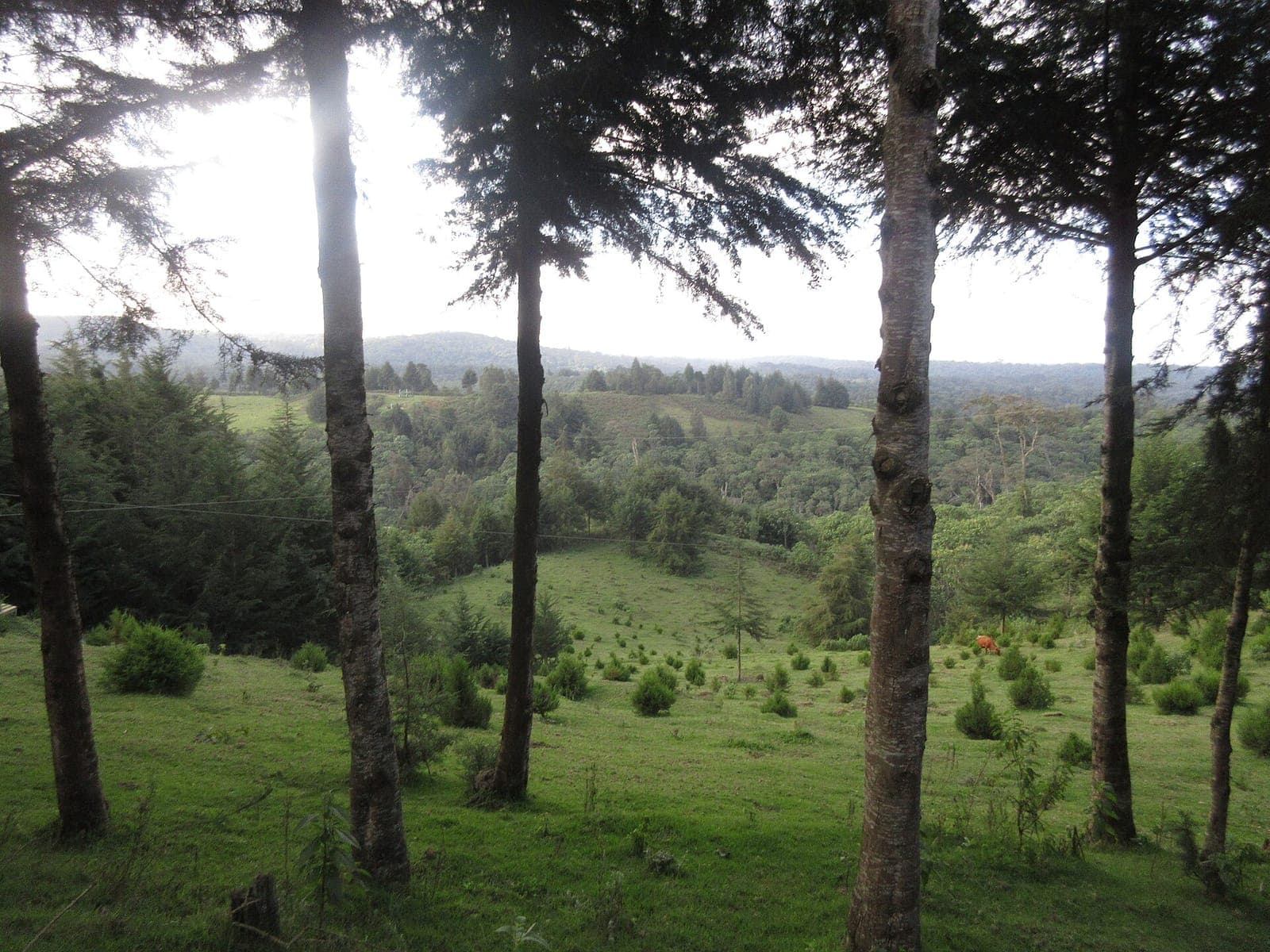 Evening light over forest and hills in the Aberdares