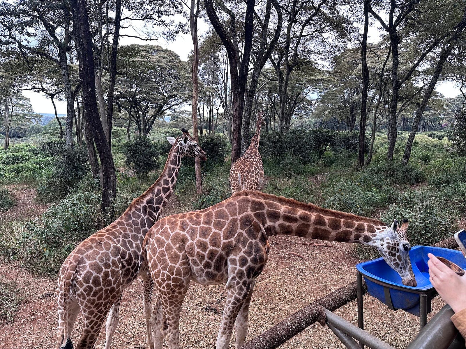 Rothschild's giraffes feeding at the Giraffe Centre in Nairobi