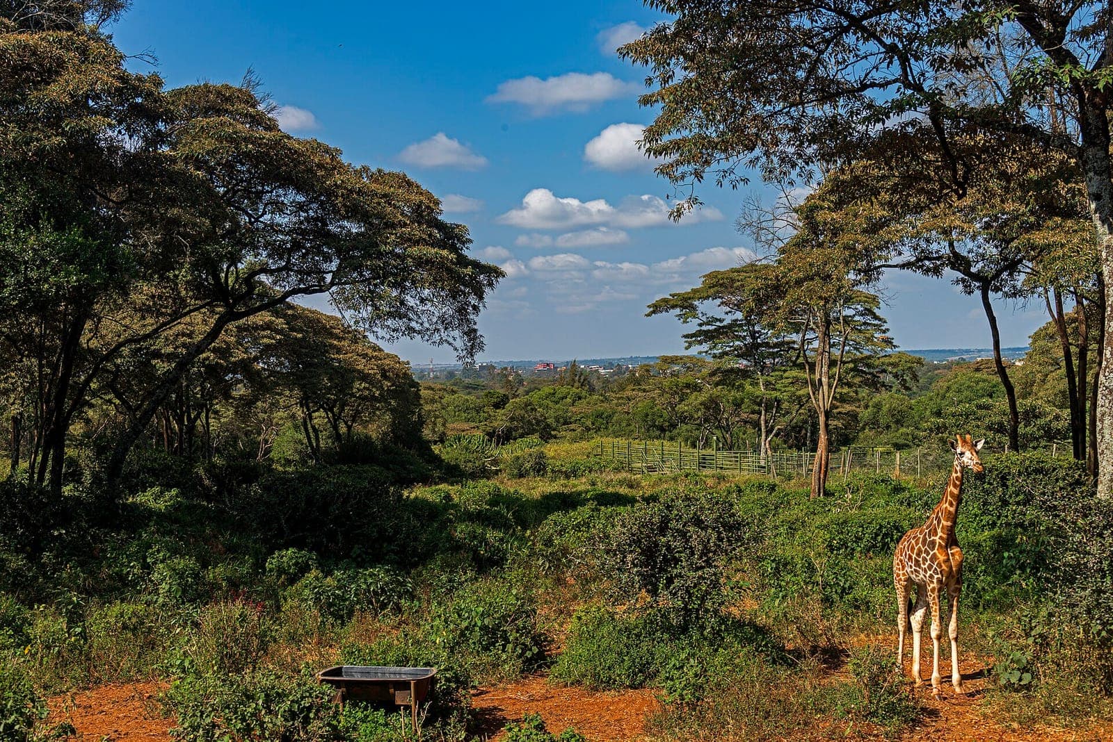 A giraffe among acacia trees, seen from the Giraffe Centre deck towards Nairobi
