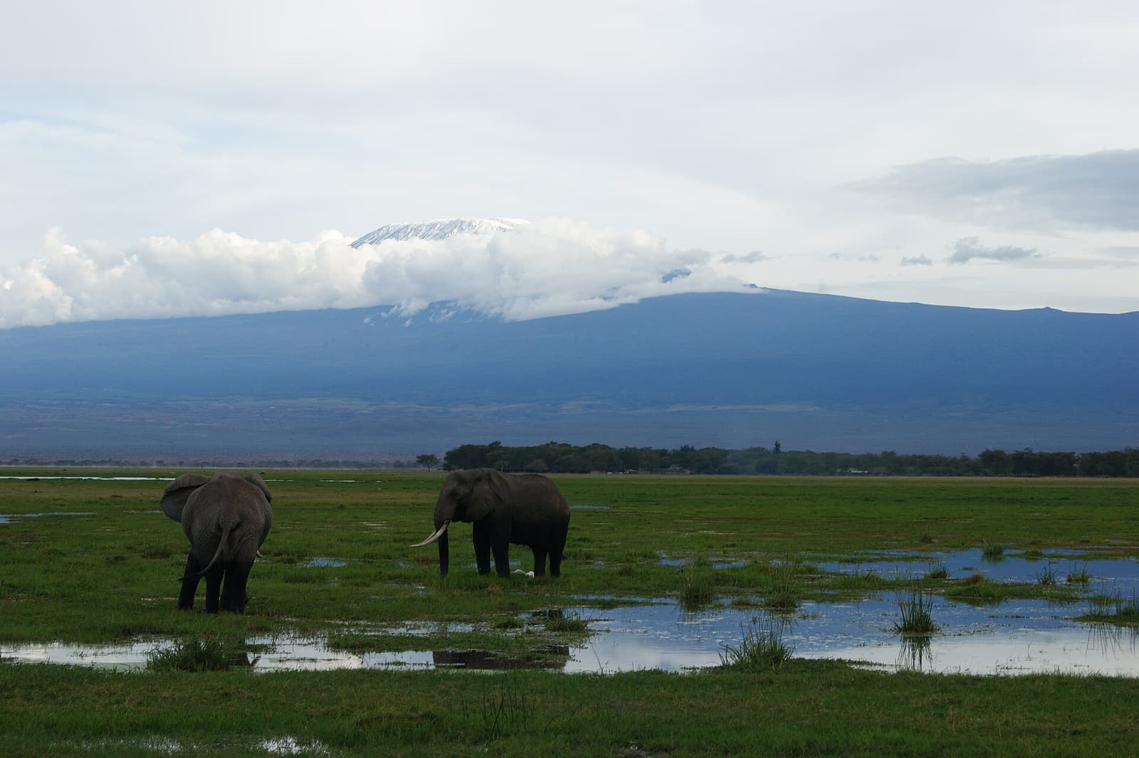 Elephants grazing in Amboseli with Mount Kilimanjaro behind