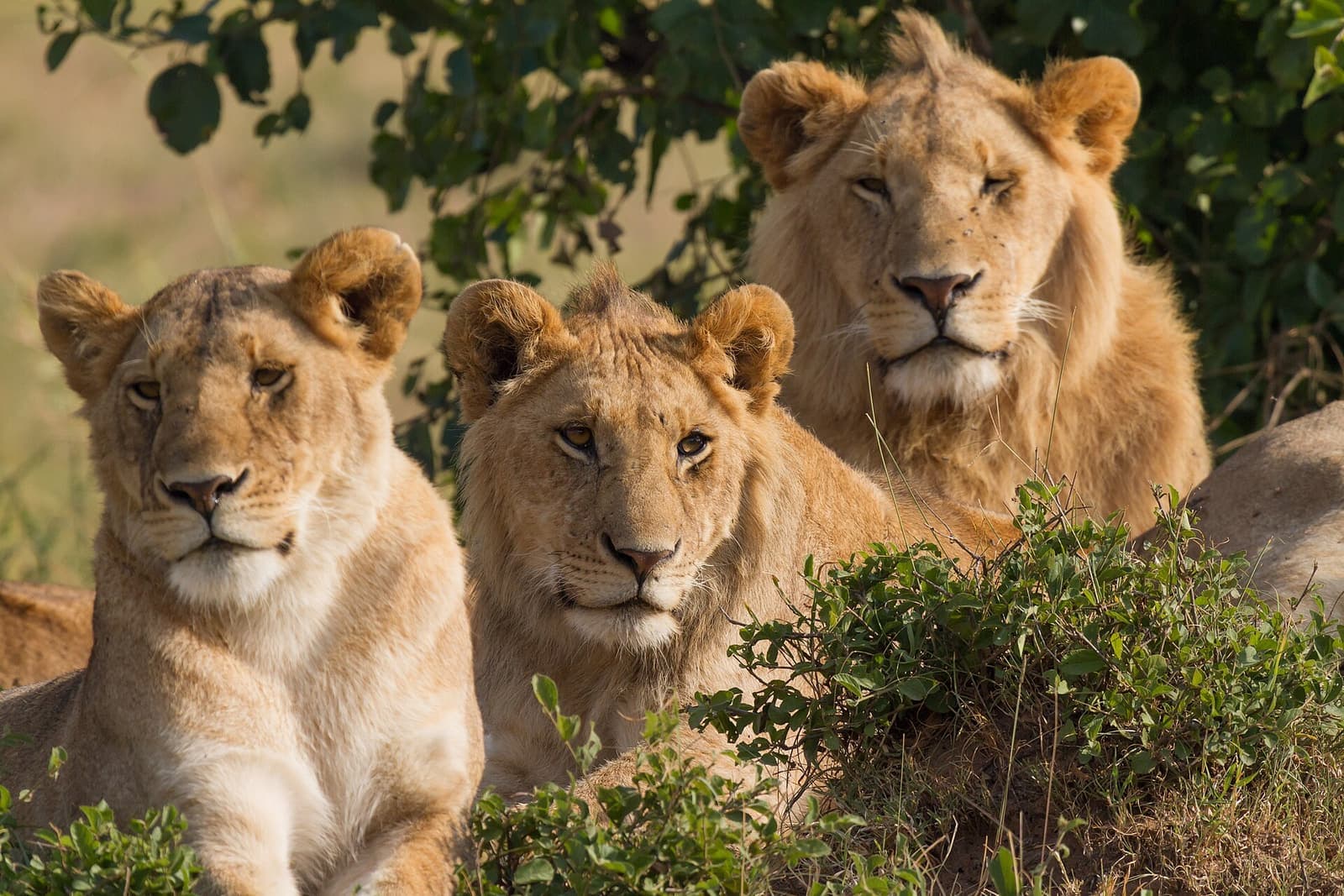 A pride of lions resting in the Maasai Mara