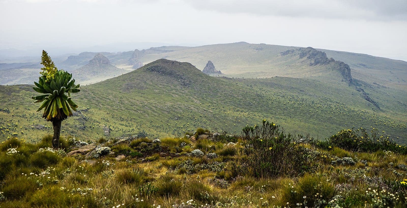 Aberdare National Park, Kenya