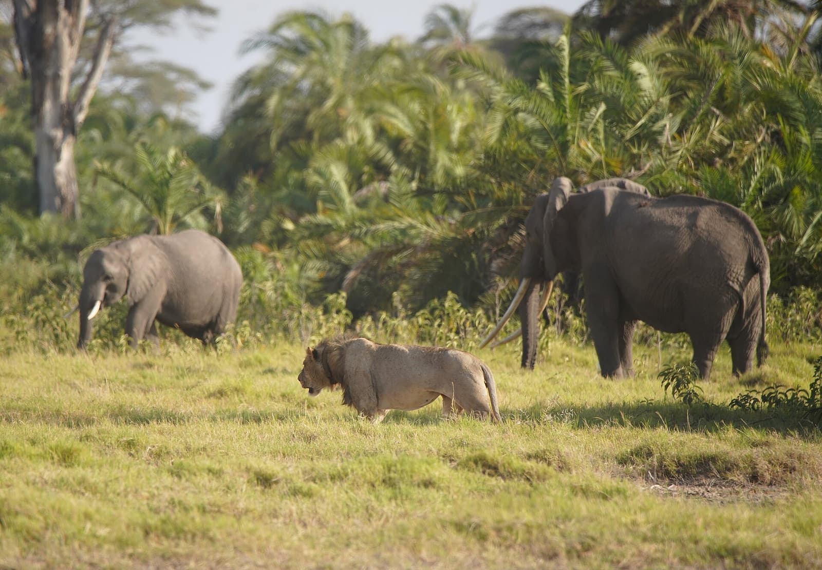 Amboseli NP. Lion and elephants