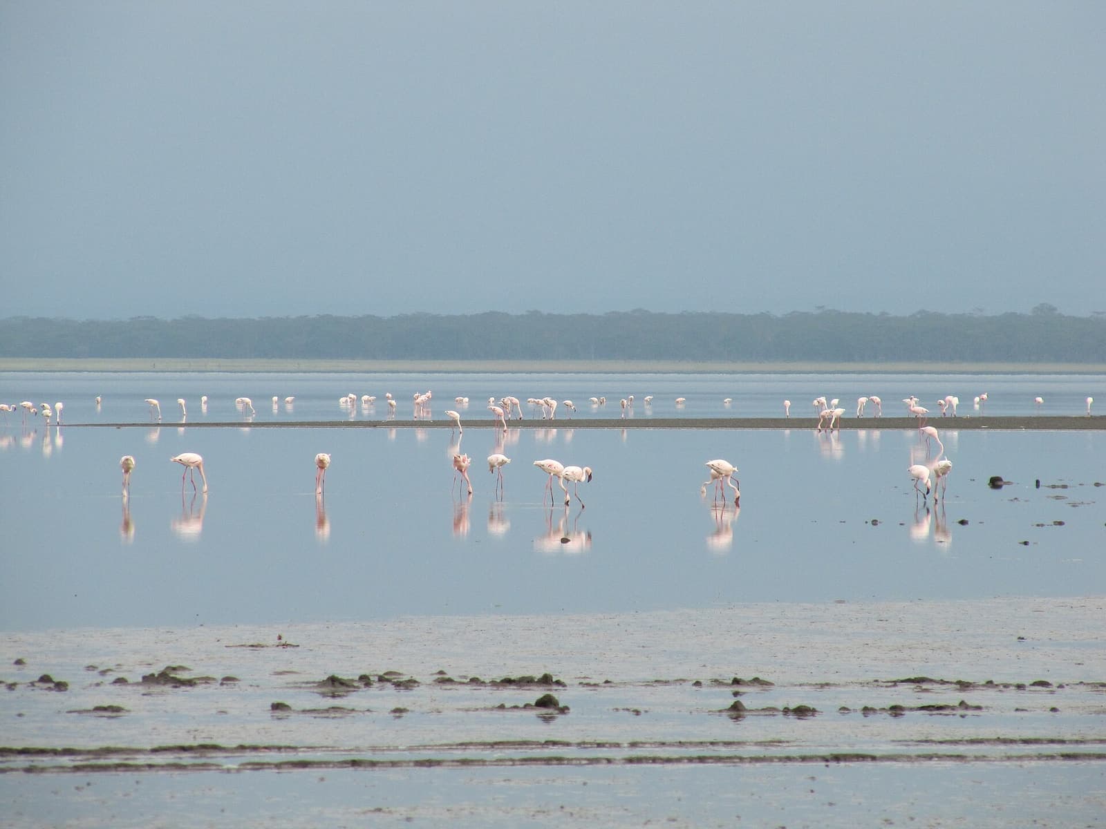 Flamingos in Lake Nakuru 1