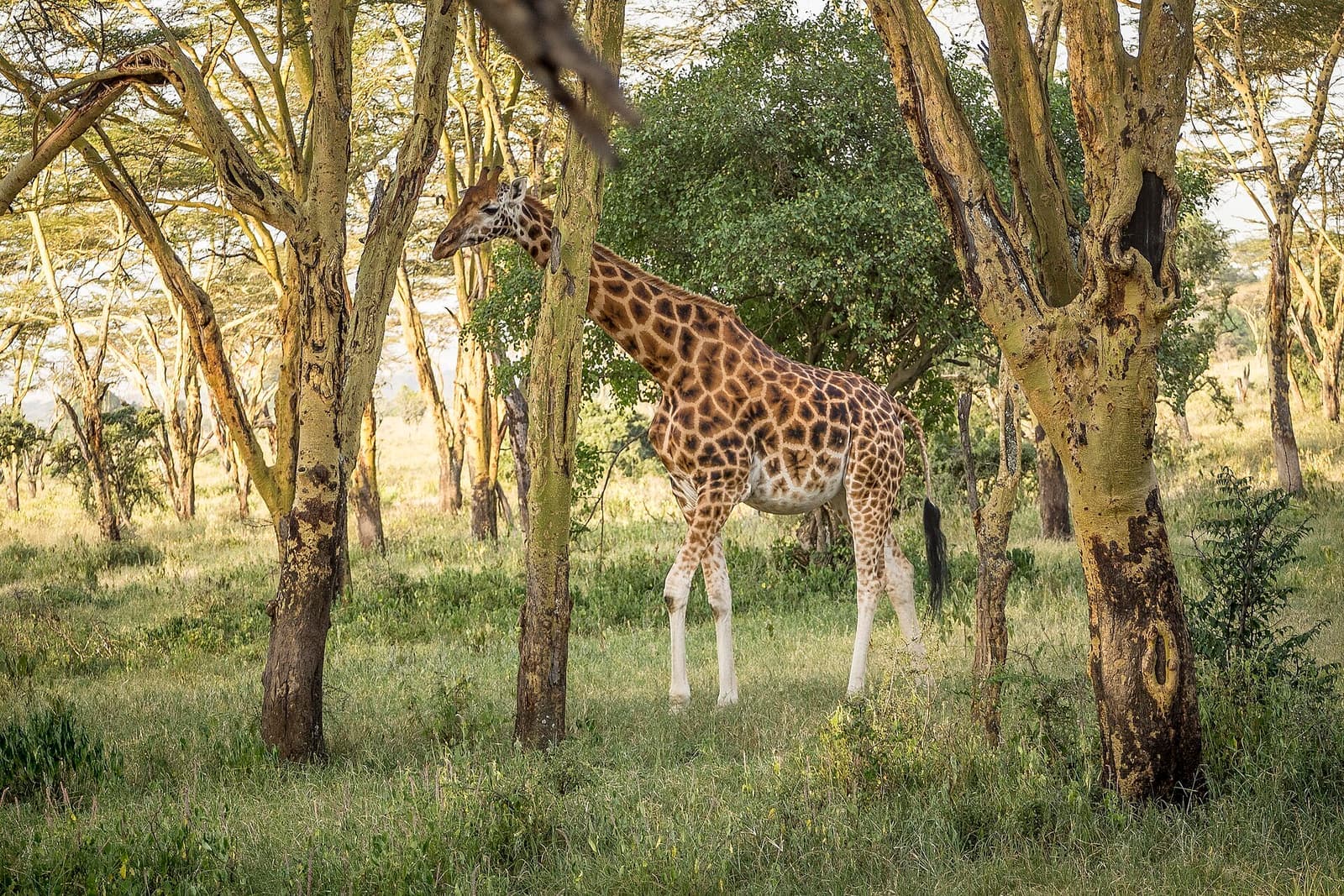 Rothschild's giraffe Nakuru Lake National Park Kenya (20710760531)