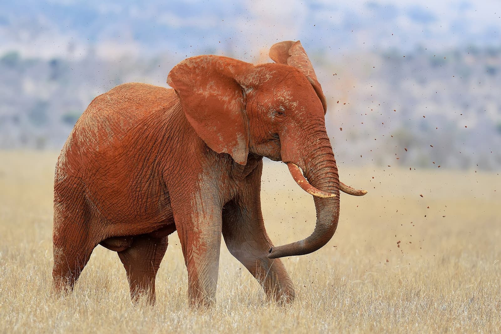 Red elephant in dirt
