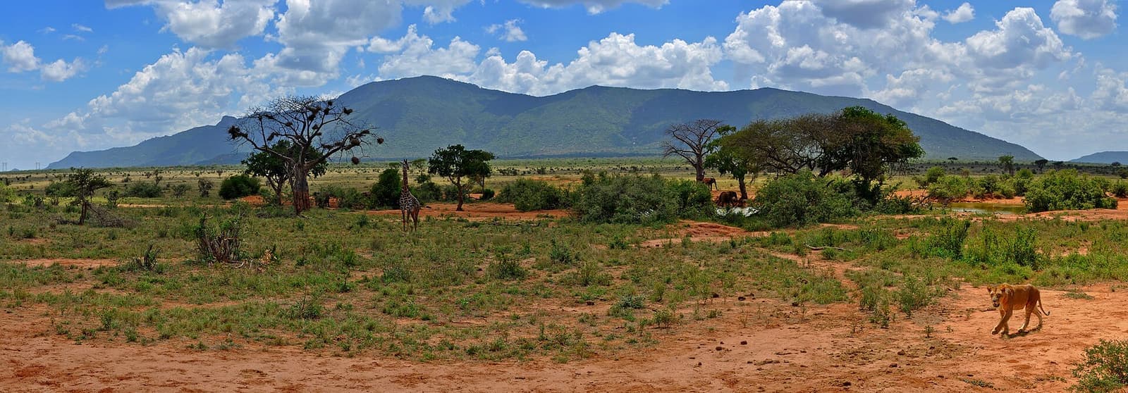 Tsavo east panorama