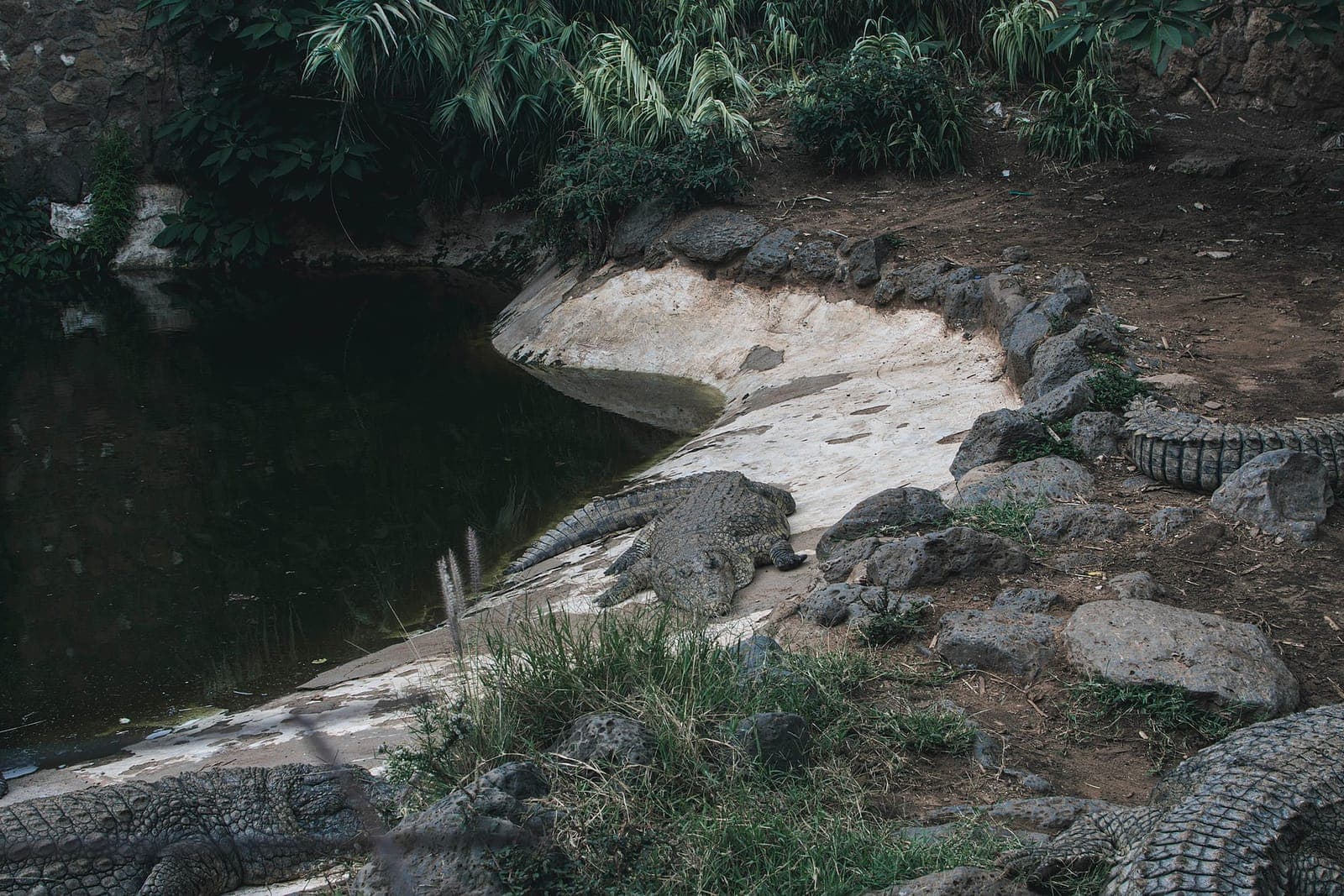 Crocodiles at the Mamba Village in Nairobi